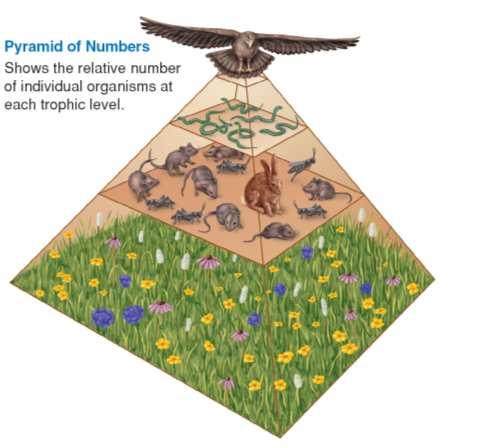 (gm/unit area) A biomass pyramid represents the amount of potential food available for each trophic level in an ecosystem.