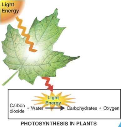 Photosynthesis is responsible for adding oxygen to and removing carbon dioxide from Earth's atmosphere. 8 of 41 Plants are the main autotrophs on land.