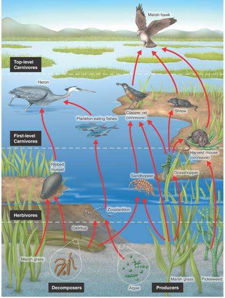 In some marine food chains, the producers are microscopic algae and the top carnivore is four steps removed from the producer.