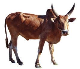 Zebu breeds and more usable SNPs for your application n Developed in