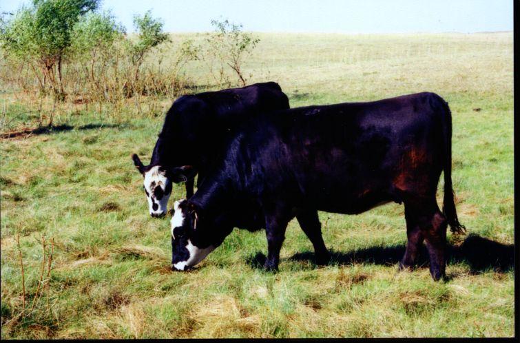 Range vs. Dry-lot Development? Range Developed Heifers!Advantages "Heifers remain in their home environment "Not as susceptible to weather stress "Utilizes non-harvested feedstuffs!