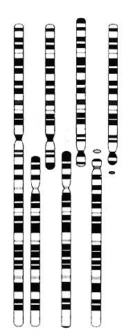 Chromosome fusion or fission shown in four closely related animal species.
