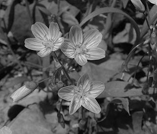 Chromosome and karyotype changes can be associated with speciation, but not always. Spring beauty (Claytonia virginica) exists in over 50 karyotypes, ranging form 2n=12 to 2n>190.