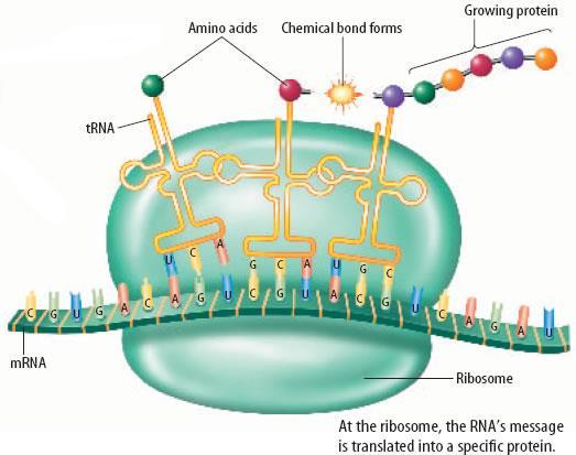 1.2 Protein Synthesis As the correct AMINO ACIDS are brought to the ribosome by the trnas, they are joined together to form the PROTEIN CHAIN