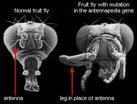 2.1 Mutations E.g. Fruit fly with legs in place of antennae.