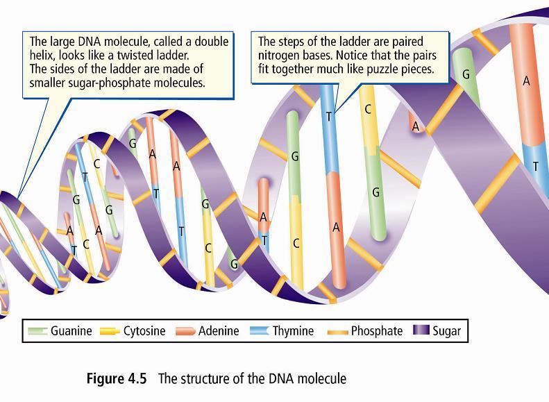 1.1 DNA Structure and Function Where are the bases located?