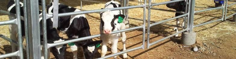 He is also involved in the Dairy in Action and C4Milk research projects. Wendy Wallen Operational Officer Email: wendy.wallen@daff.qld.gov.