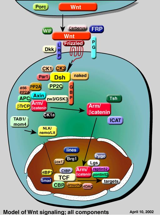 WNT Signal Transduction Frizzled family of 7-transmembrane pass receptors functions as wnt transducer when ligand-bound Receptor binding reduces GSK-3b phosphorylation of β- catenin which allows