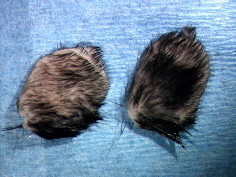 Hair Density Increases After 30 days After a Single Injection in Mice: