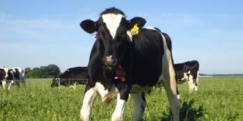 Heifers are an investment in the future Benefits of Raising Heifers on Pasture Need for high quality replacements Second largest expenditure on dairy farms Dave Combs Department of Dairy Science UW