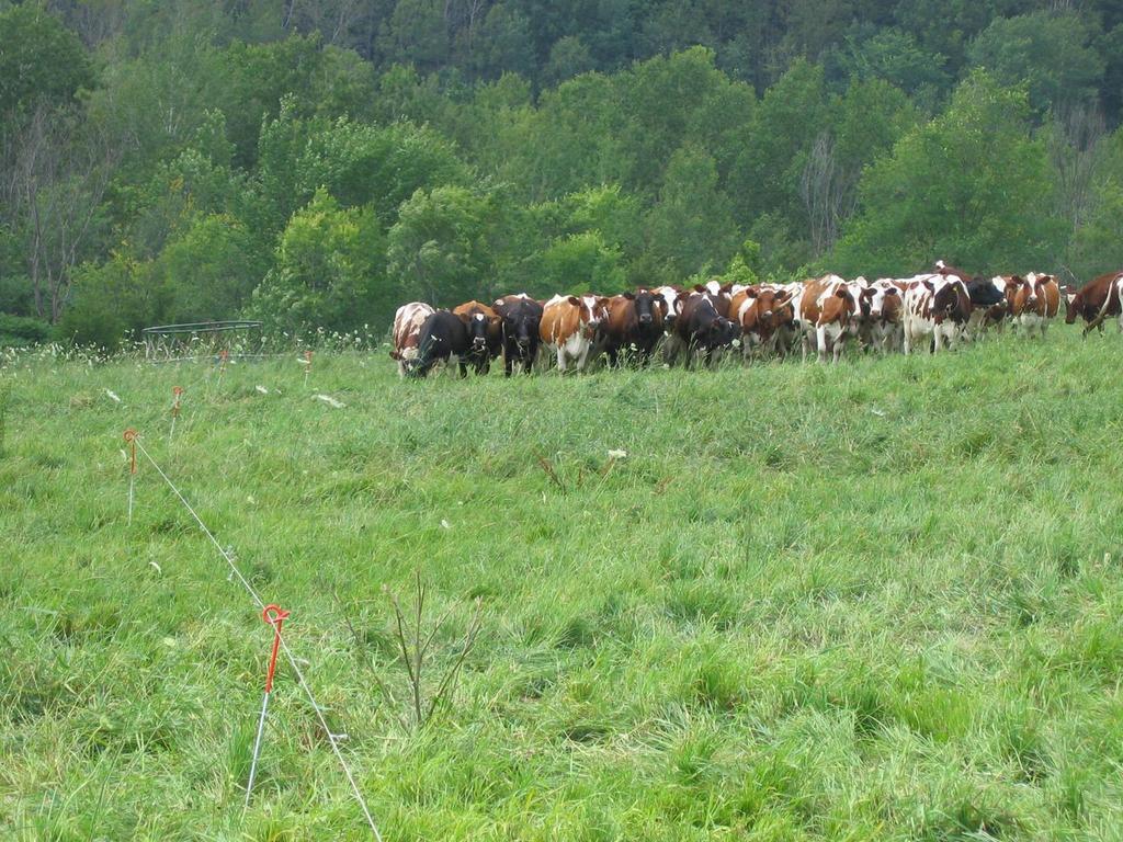 Research Study: Heifers Raised on Pasture versus Confinement Grazing Group: Pastured May October 4 6 hd on 4, 0.