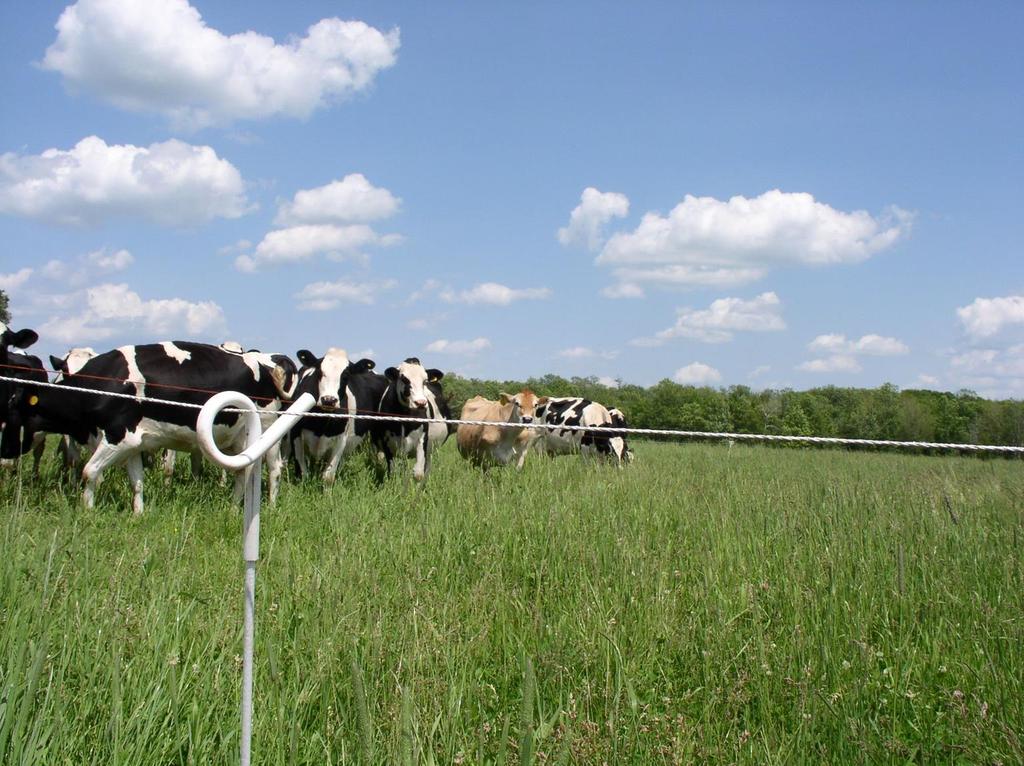Research by Alan Rotz in Pennsylvania looked at environmental impacts between lactating cows in confinement versus cows grazing on pasture in the summer With summer grazing only: 24% less sediment
