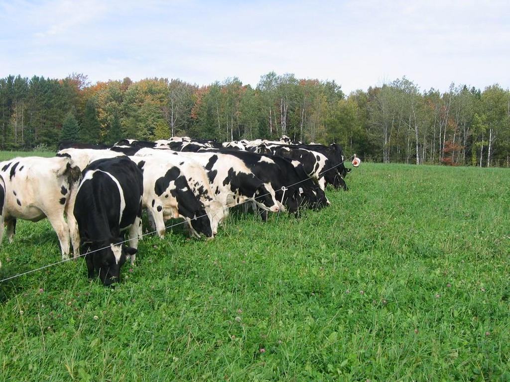 Other Things to Consider Feed Budget Nutrient Management Plan for the
