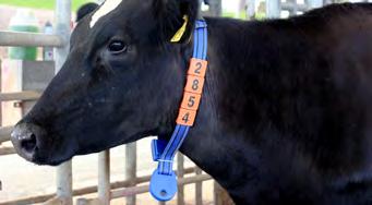 The pre-training program aims to introduce heifers to drafting gates, robots and voluntary cow movement (moving by themselves from paddock to dairy and around the farm).