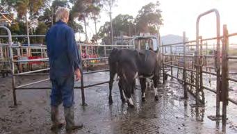 While it is good for them to become familiar with voluntary cow movement, the milking equipment and feed stations, your ability to achieve this will depend on how much impact it will have on the