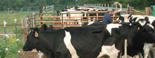 Reproductive Management Protocols for Dairy