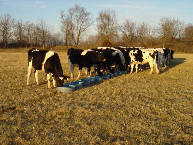 Custom Heifer Raising on Pasture Feedlot Pasture $/head/day Feed cost $0.73 $0.28 Labor $0.26 $0.08 Machinery $0.33 $0.13 Health costs $0.03 $0.