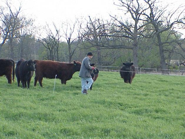 x $1,000 SWGSCA Opportunities: Increasing beef profitability Average herd size is currently 27 cows for MIG, 19 for non-mig $5,000 $4,500 $4,000 $3,500 $3,000 $2,500 $2,000 $1,500 $1,000 $500 $0