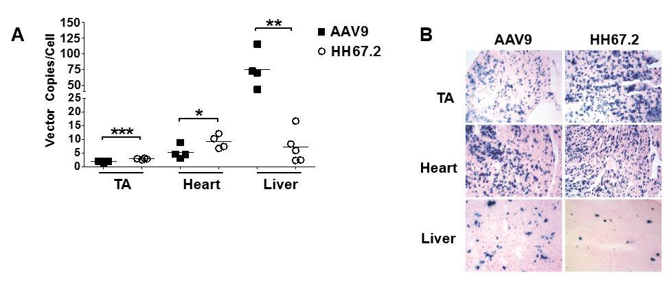 significant increase in vector copy numbers in HH67.2 heart expression vs. AAV9. Additionally, X-Gal staining of cryo-thin sections of the heart, liver, and muscle further supported our findings.