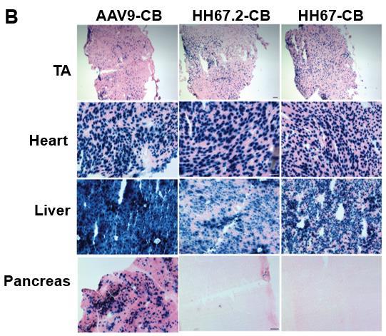 Figure 5. Comparison of AAV9, HH67, and HH67.2 encoding LacZ reporter and CB promoter by systematic delivery into adult C57BL/6 mice at a dose of 1.2 x 10 12 VG/mouse.