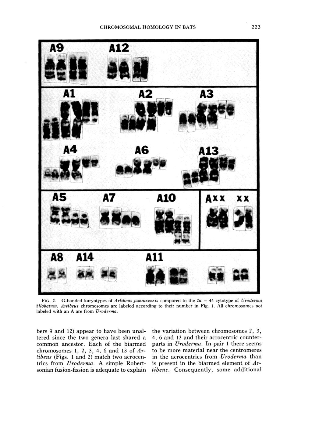 CHROMOSOMAL HOMO1,OGY IN RATS 223 FIG. 2. G-banded karyotypes of Artibeus jamaicensis compared to the 272 = 44 cytotype of Croderma bilobatum.