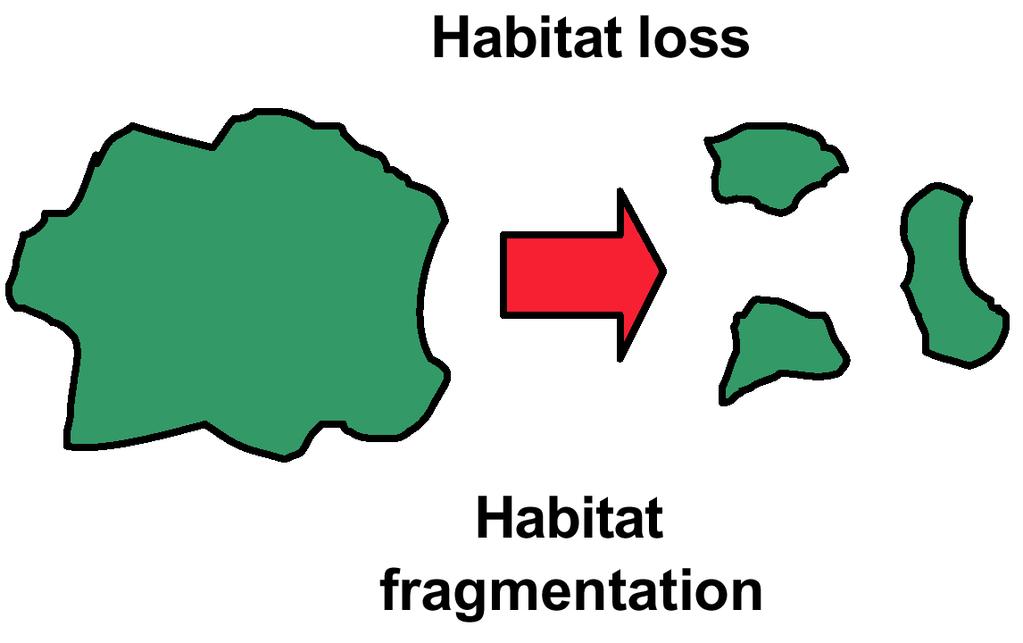 Habitat Fragmentation Look beyond aggregate view of habitat loss PATTERN of loss is