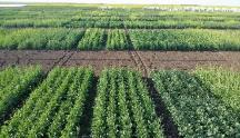 Breeding Funnel Product Pipeline Double Haploid (DH) pipeline - Model Seed Production Year 1: 6,000 8,000 DH lines per year field evaluated from approximately 20 35