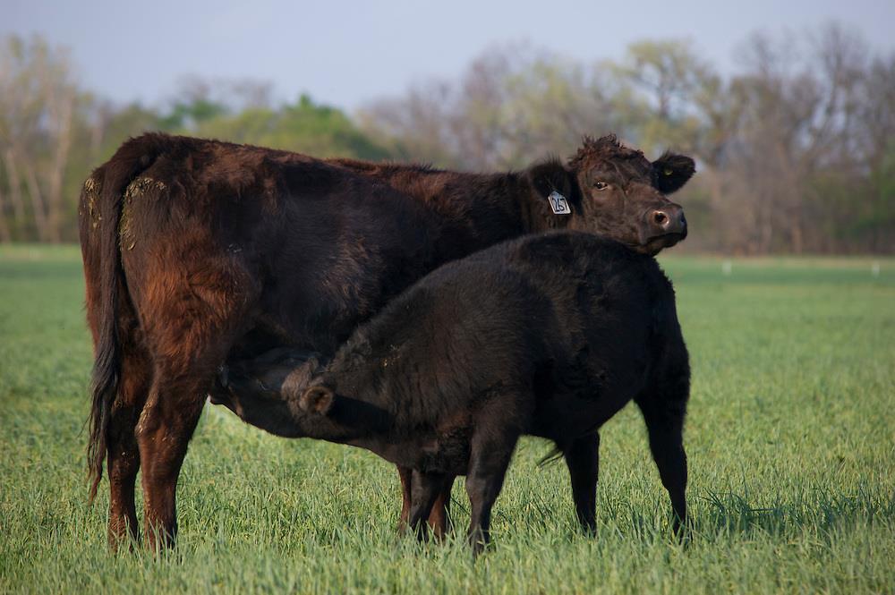 Materials and Methods Cattle Performance Angus/Hereford Mature Cows Fall Calving