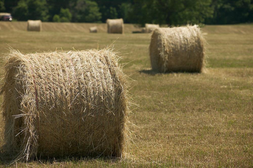 Materials and Methods Hay Production Hay baled only on INT Wheat