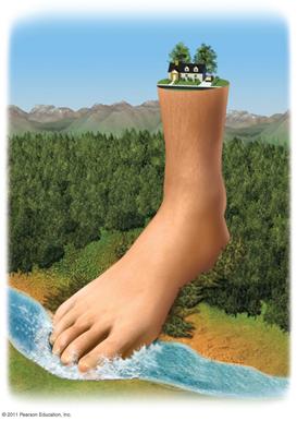 Our ecological footprint Affluence increases consumption Ecological footprint: the environmental impact of a person or population The area of biologically productive land + water To