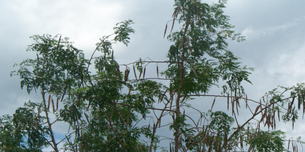 UWI- Department of Food Production Moringa oleifera (Miracle Tree, Horseradish Tree, Drumstick Tree, Ben Oil Tree) UWI- Department of Food Production New