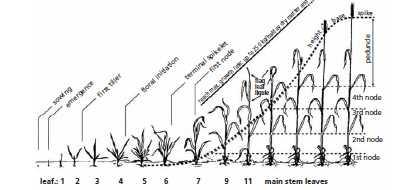 Crop sensitivity to water stress According to FAO Paper 66 severe water stress should be avoided during the stages of: tillering - stem elongation (total number of heads and seeds per head is being