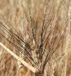 2 varieties x 3 water regimes 2 durum wheat varieties (Pietrafitta and Vendetta), medium-early cropping cycle, medium productivity,