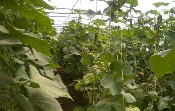 Developing a Major Cucumber Investment Since 2010, Al Sofy Companies Group is active in producing cucumbers.