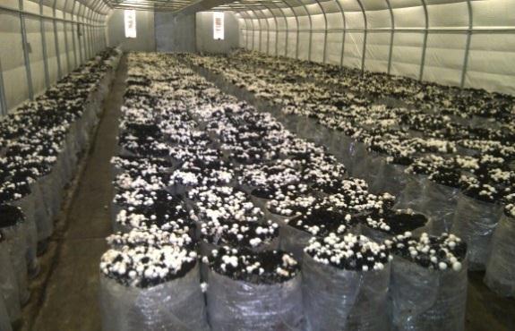 Enabling the Cultivation of Domestic Mushrooms Mushrooms are highly popular in the Kurdistan Region.