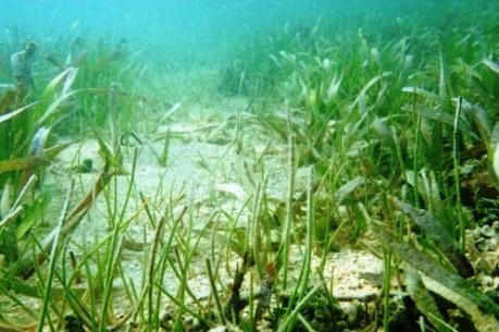 Seagrass is important Sediment stabilization Water filtration Protection