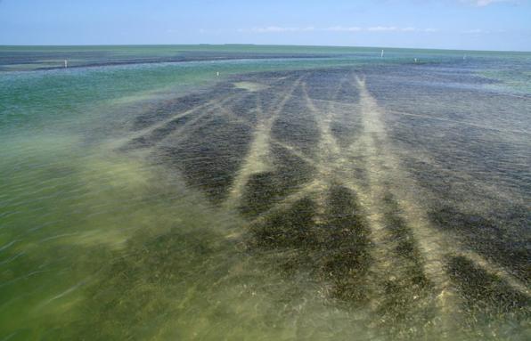Causes Direct loss of seagrass due to Coastal Development o Docks o Marinas o Navigation channels o Increase in boating (particularly by inexperienced