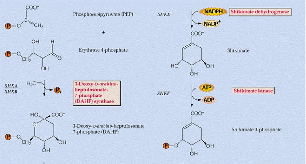 Shikimate pathway - Biosynthesis of aromatic