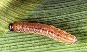 Agricultural importance - Kills corn borer, corn root worm and