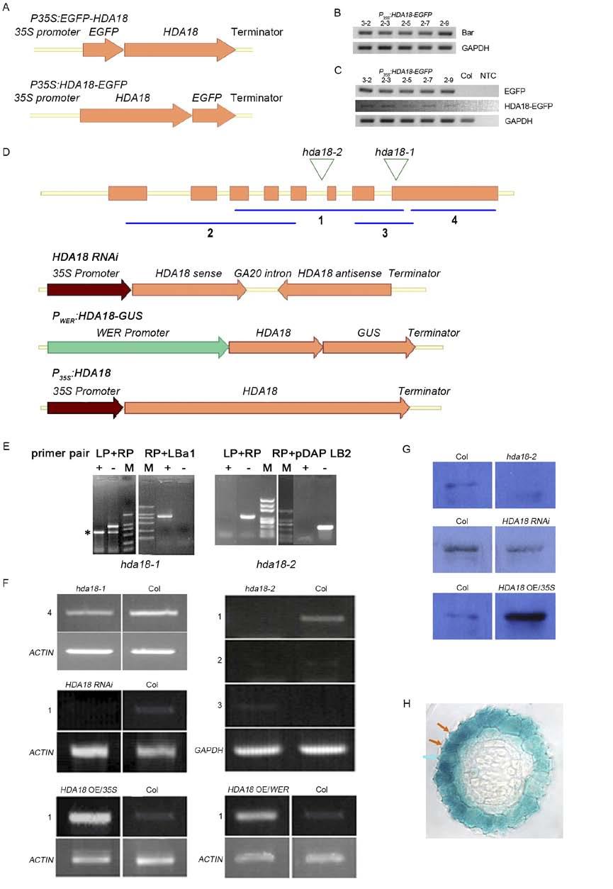 Supplemental Figure 2 Construction and analysis of different HDA18 transgenic lines. (A) Scheme of the translational EGFP fused HDA18 constructs.