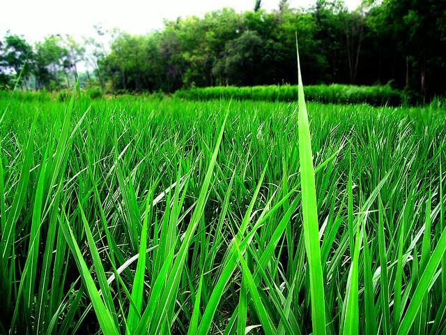 Napeir grass