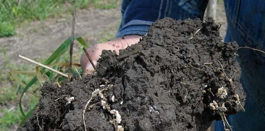 Soil Functions Necessary for Food & Fiber