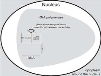 9. Why is RNA polymerase a good name for the enzyme that carries out transcription? Explain each part of the name: RNA, polymer and ase.