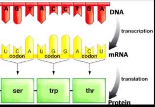 Translation During translation, the sequence of nucleotides in mrna determines the sequence of acids in a protein.