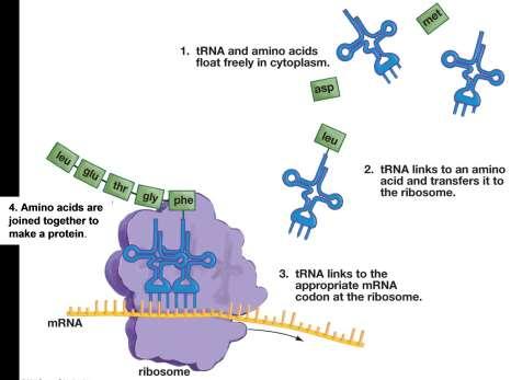 There are multiple different types of trna, each with a different anticodon.