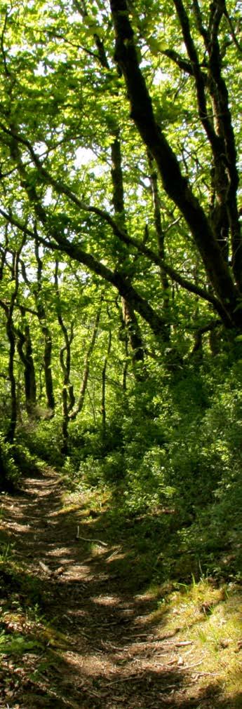 What we need to achieve PROTECT: our ancient woods and trees The UK s rich heritage of ancient woodland, ancient trees, and ancient wood pasture and parkland are the last remaining, primary