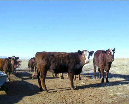 Background and justification During 00, the department of Agricultural and Applied Economics at the University of Wyoming conducted a small pilot survey of 00 cattle producers within Wyoming.