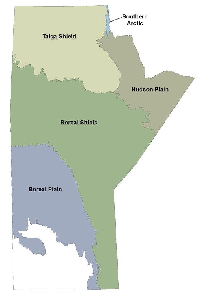 What is the boreal region in Manitoba? The Canadian boreal region is the world s largest intact terrestrial ecosystem.