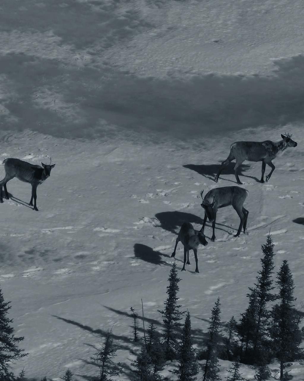BC Boreal Caribou Research and Effectiveness Monitoring Board 3 About Boreal Caribou Boreal Caribou are an ecotype of Woodland Caribou (Rangifer