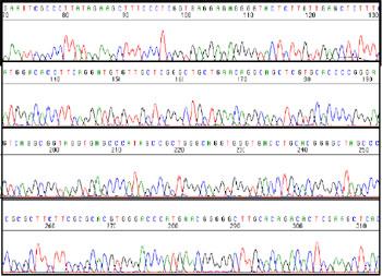 DNA Sequencing DNA sequencing involves: 1) Isolation and purification of DNA from individuals 2)
